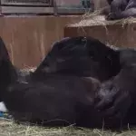 baby gorilla