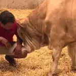 Bandit and his saviour