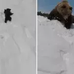 bear