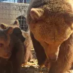 Bears and cubs
