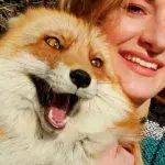 Cheeky Fox!