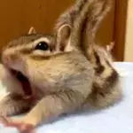 Chipmunk