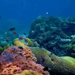 Climate change: Scientists have discovered a new predator that could help fight climate change