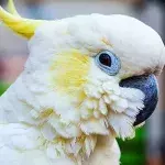 Cockatoo