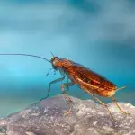 Cockroaches have evolved their sex life to survive our traps