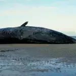 Deceased Sperm Whale