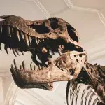 Dinosaur footprint UK Isle of Wight 