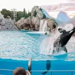 Distressed captive orca seen bashing its own head at Canadian marine park  