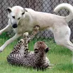 Dog And Cheetah