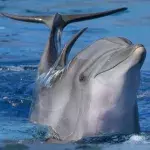 Dolphin
