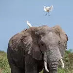 This elephant fell flat on its trunk after tormenting a flock of birds