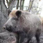 Europe has radioactive wild boar, new study reveals there's more to it than Chernobyl 