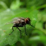 The female of this species can grow a 'penis' to penetrate males