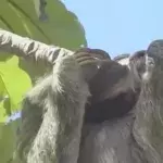 This footage of a sloth giving birth shows just how powerful all of nature's mothers really are