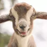 Goats