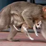 The heart melting moment his monkey found a puppy on the streets 
