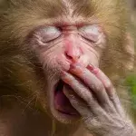 How cute is this baby monkey?