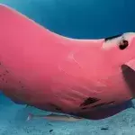 Inspector Clouseau, a rare pink manta ray