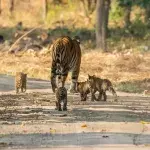 The Internet Is Loving This Video of a Tigress and Her Five Cubs