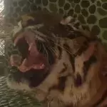 The Internet is outraged by the treatment a tiger in Thailand is subject to, all for the sake of tourist photos.