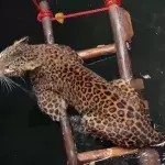 Leopard saved from unfortunate circumstance