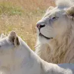 Liger babies