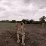 Lioness steals camera