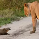A lioness stumbles upon an injured fox and her reaction will shock you