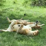 Lions Freedom