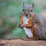 A man took a photo of a squirrel, but one detail had him really worried 