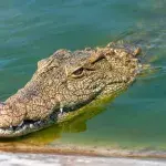 massive crocodile orgy helicopter trigger animals sex