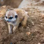 Meerkat
