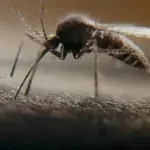 mosquitoes insect deadliest animal disappear