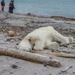 Polar bear killed in Norway