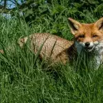 Rabies-infected fox attacks numerous people in one night, here's what happened next 