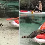 racoon