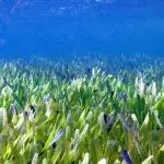 Researchers discover the ‘biggest plant on Earth’, three times the size of Manhattan island