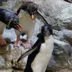 Rockhopper Penguins