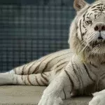 The sad story of Kenny, a tiger who 'shouldn't exist' 