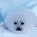 Seal in the snow