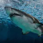 Shark attacks an 8 year old boy to steal a fish (VIDEO)