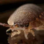 The shocking sex life of bedbugs, from violence to 200 sessions of intercourse a day