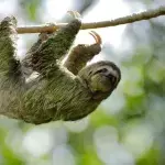 Sloth