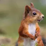 Squirrel