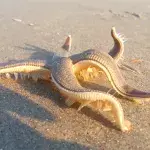 Starfish