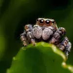 This is the surprising reason why you should never kill a spider in your home