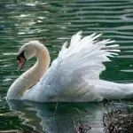 This swan died of a 'broken heart' after teenagers crushed her eggs to pieces 