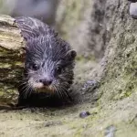 This terrified baby otter lost his mum and got stuck inside a delivery van  