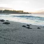 Turtles