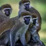Vevet Monkey
